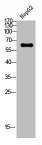 CYBB Antibody (PACO06877)