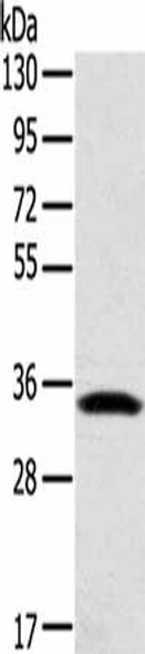 STX11 Antibody (PACO17199)