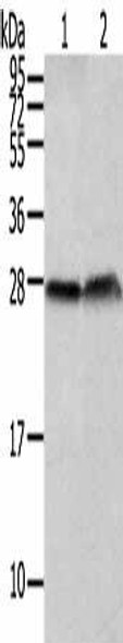 CLDN19 Antibody (PACO17715)