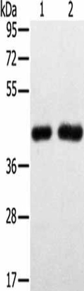 SLC16A3 Antibody (PACO20473)