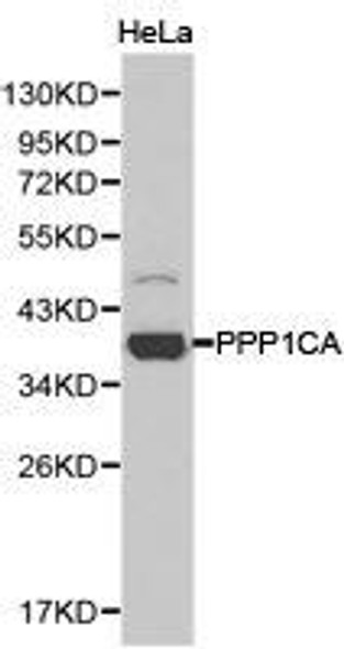PPP1CA Antibody (PACO21285)