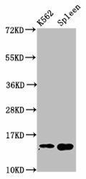 H2AFZ (Ab-4) Antibody (PACO56671)