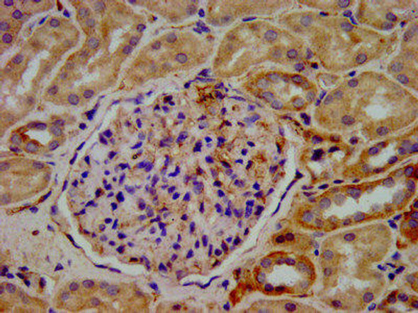 KIF20B Antibody (PACO57344)