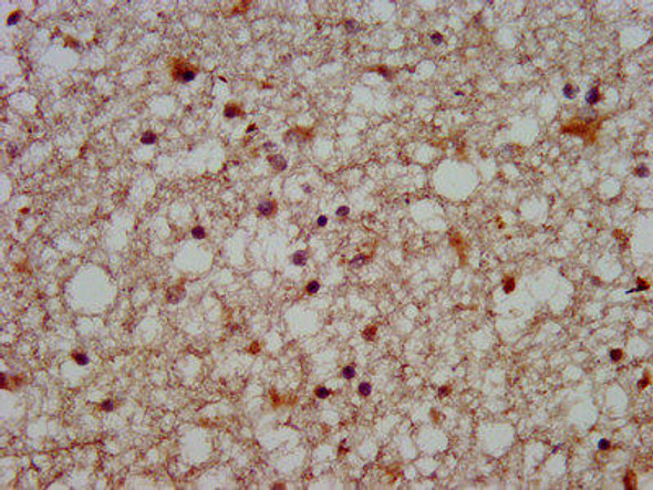 SLC12A5 Antibody (PACO57444)