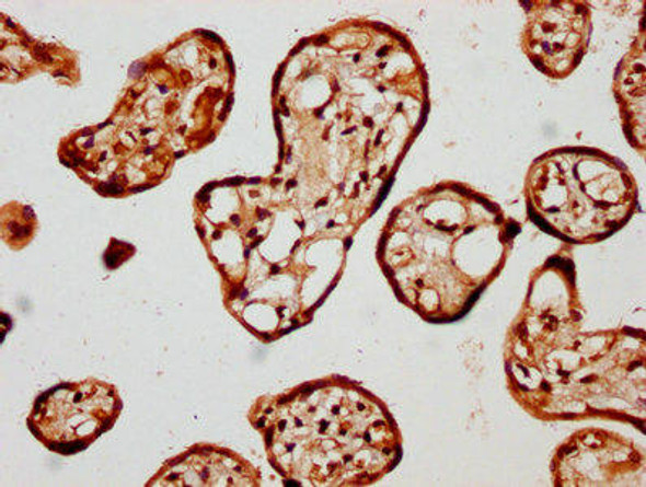 KIF13A Antibody (PACO61209)