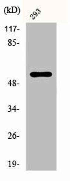 Phospho-SYT1/SYT2 (T202/199) Antibody (PACO00295)