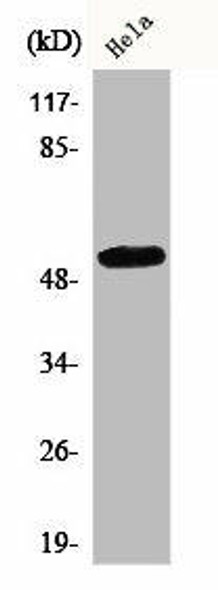 CEP55 Antibody (PACO00583)