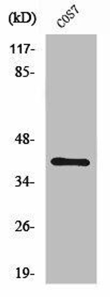 ZNF134 Antibody (PACO01724)
