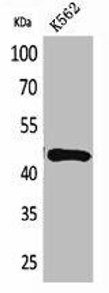 TNFRSF25 Antibody (PACO01849)