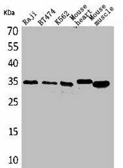 CLDN17 Antibody (PACO01850)