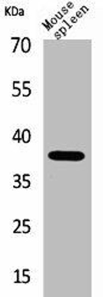 CD68 Antibody (PACO01923)