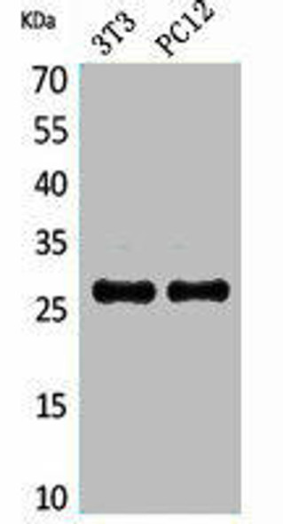 TNFRSF10C Antibody (PACO02158)