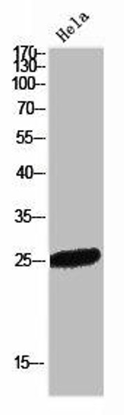 FLT3LG Antibody (PACO02184)