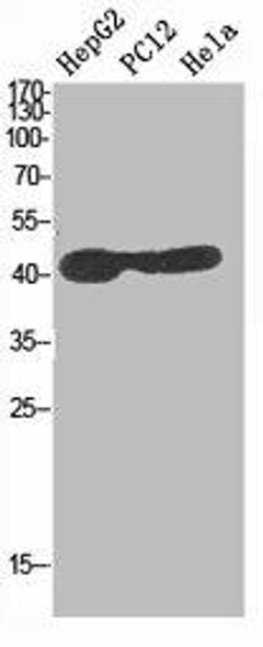 MAP2K1/MAP2K2 Antibody (PACO06631)