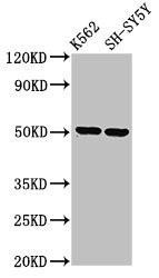 GPA33 Antibody (PACO40202)