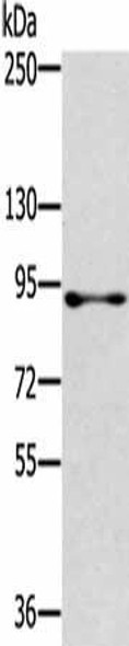 RASAL1 Antibody (PACO16941)