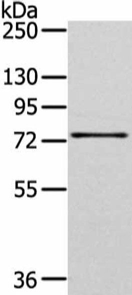 GHR Antibody (PACO17989)
