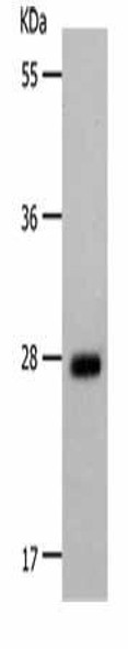 POMC Antibody (PACO18247)