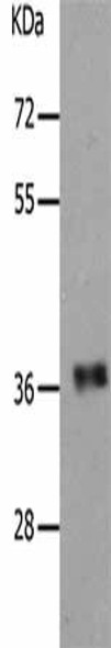 PARD6A Antibody (PACO18335)