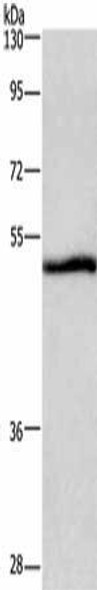 NRG1 Antibody (PACO19783)
