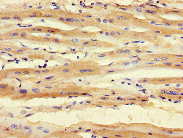 SMNDC1 Antibody (PACO30004)