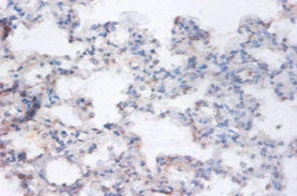 RRAGA Antibody (PACO31684)