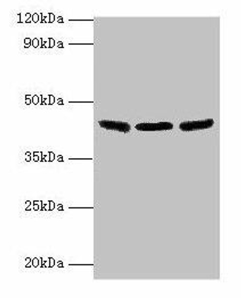 IDH3B Antibody (PACO31988)