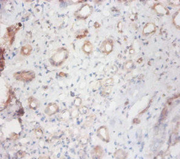 CTSS Antibody (PACO32900)