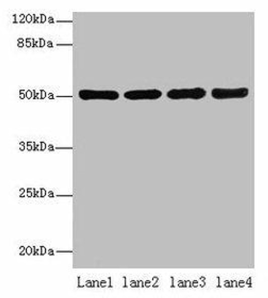 CEACAM1 Antibody (PACO32904)
