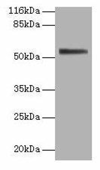 ALPI Antibody (PACO33156)