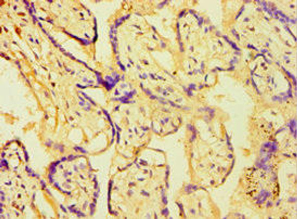 ATPIF1 Antibody (PACO43930)