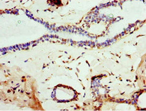 MOG Antibody (PACO43941)