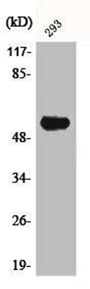 AIRE Antibody (PACO00380)