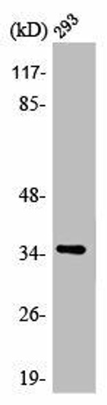 AQP4 Antibody (PACO00414)