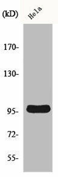 CNNM2 Antibody (PACO00658)