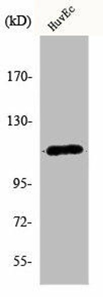 KCNH1 Antibody (PACO00994)