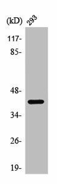 AKT1S1 Antibody (PACO01362)