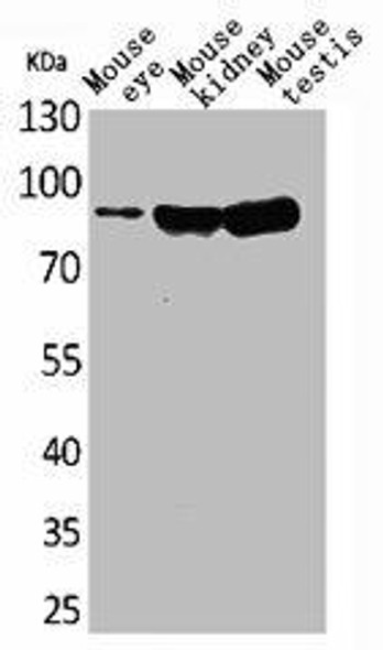 HGS Antibody (PACO01866)