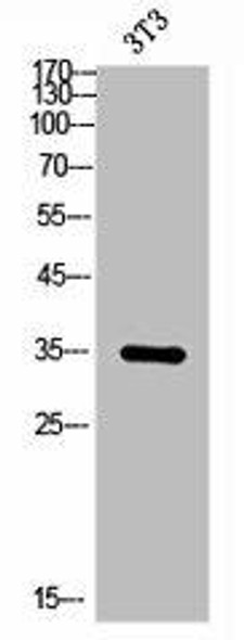 EPCAM Antibody (PACO02221)