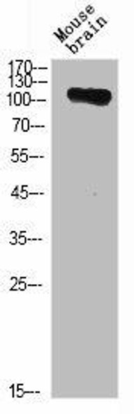 ANPEP Antibody (PACO02244)