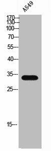 CGREF1 Antibody (PACO02353)