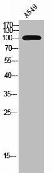 RHPN1 Antibody (PACO02428)