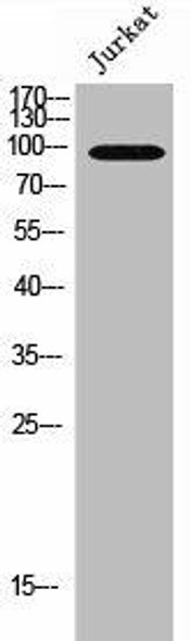 EMR1 Antibody (PACO02645)