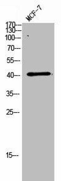LAMP3 Antibody (PACO02784)