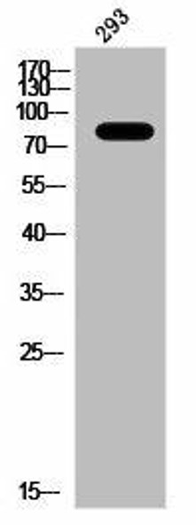 MYB Antibody (PACO02916)