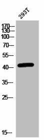 MAP2K1 Antibody (PACO03022)