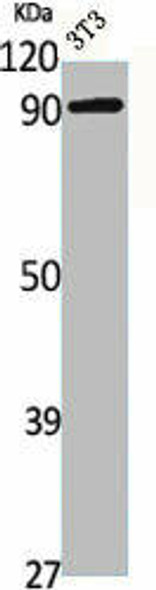 CANX Antibody (PACO06312)