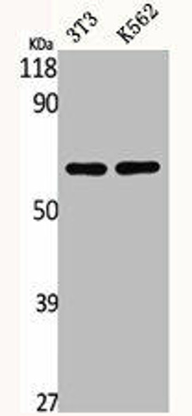 CSRNP2 Antibody (PACO06382)