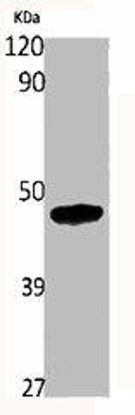 HNRNPF Antibody (PACO06557)