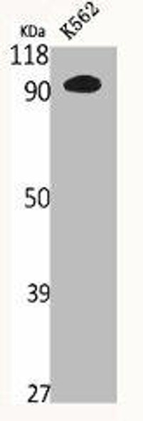 N4BP1 Antibody (PACO06669)